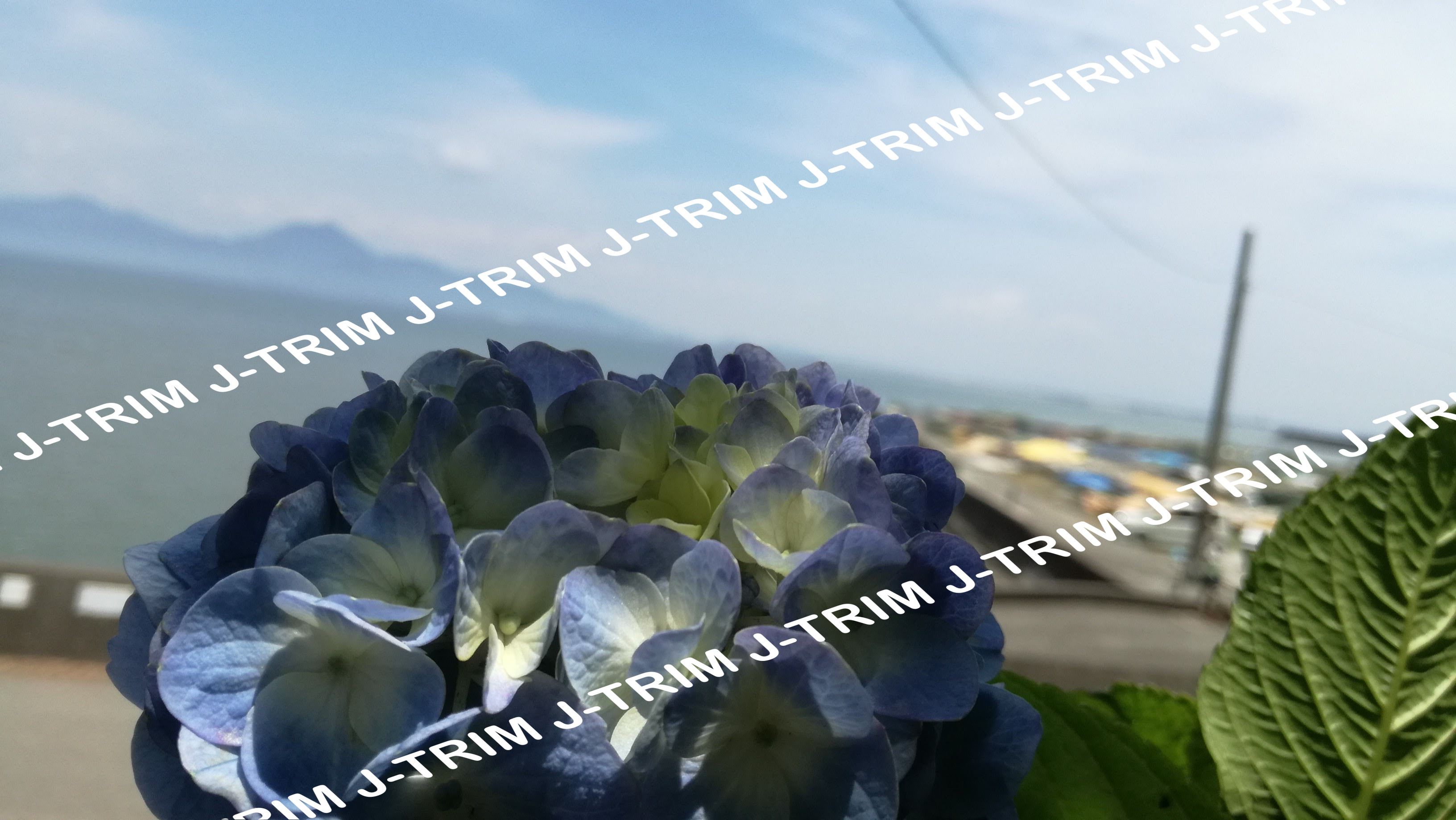 海辺のあじさい