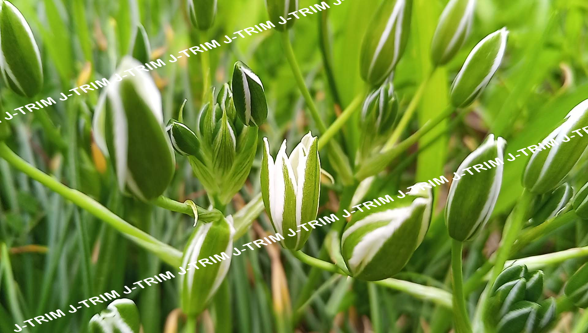 Dropping Star of Bethlehem