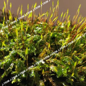 Green Moss