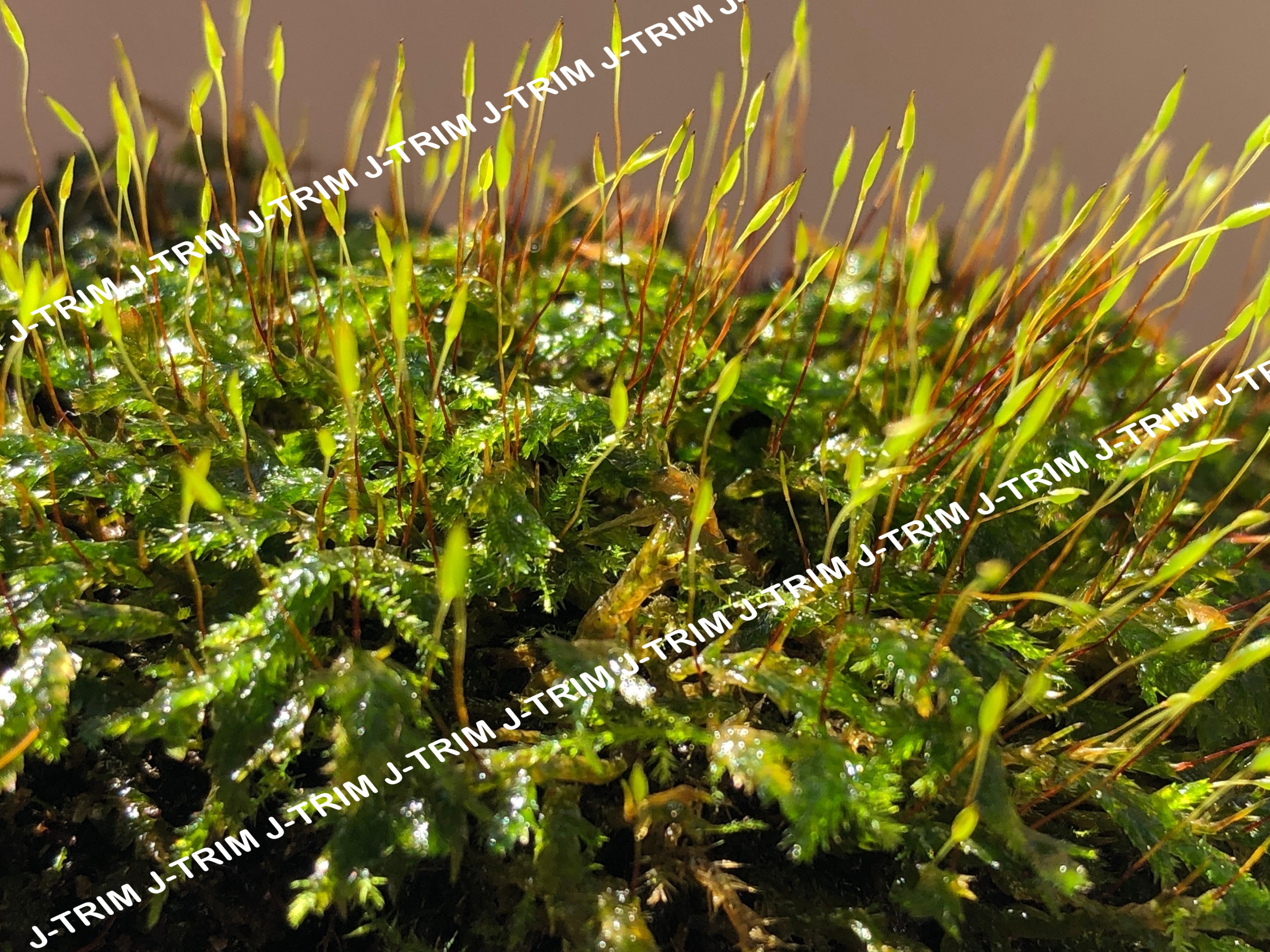 Green Moss